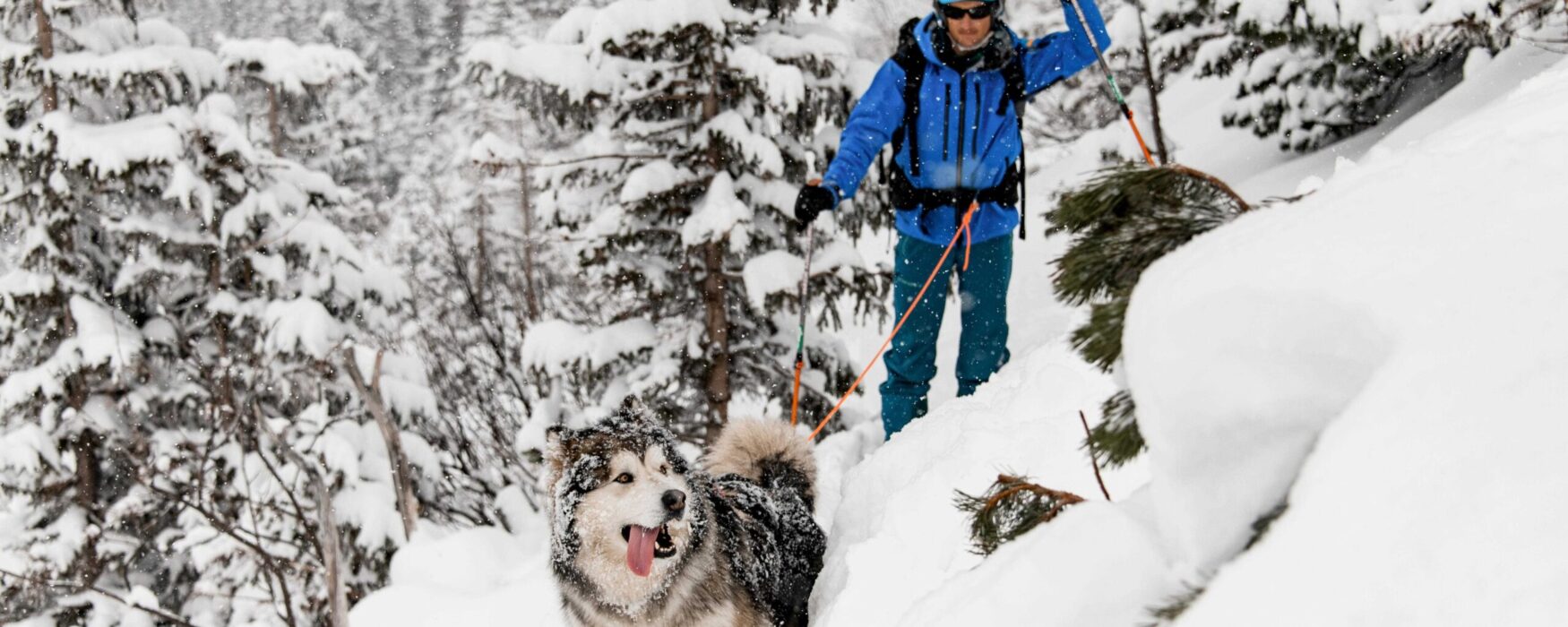 Chien sentier Mont Orignal